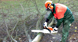 Chain Saw Safety