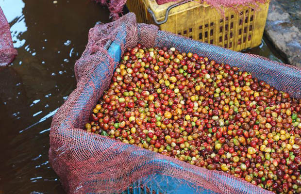 Preventing Food Adulteration Before it Can Strike