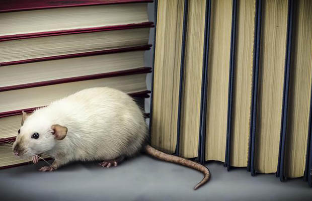 Reduce Rodent Risk Using Exclusion Best Practices