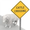 Cattle Crossing Signs