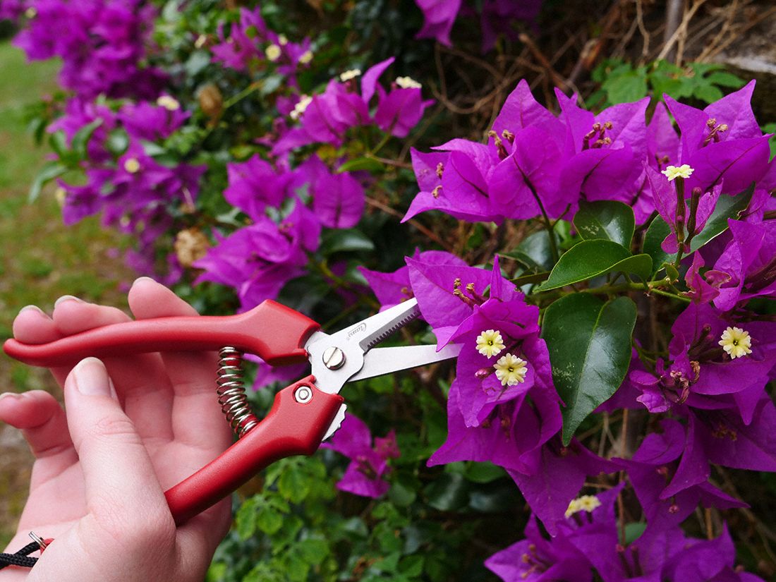 CLAUSS Wire Cutter Ambidextrous, 6 in Overall Lg, Straight, Stainless