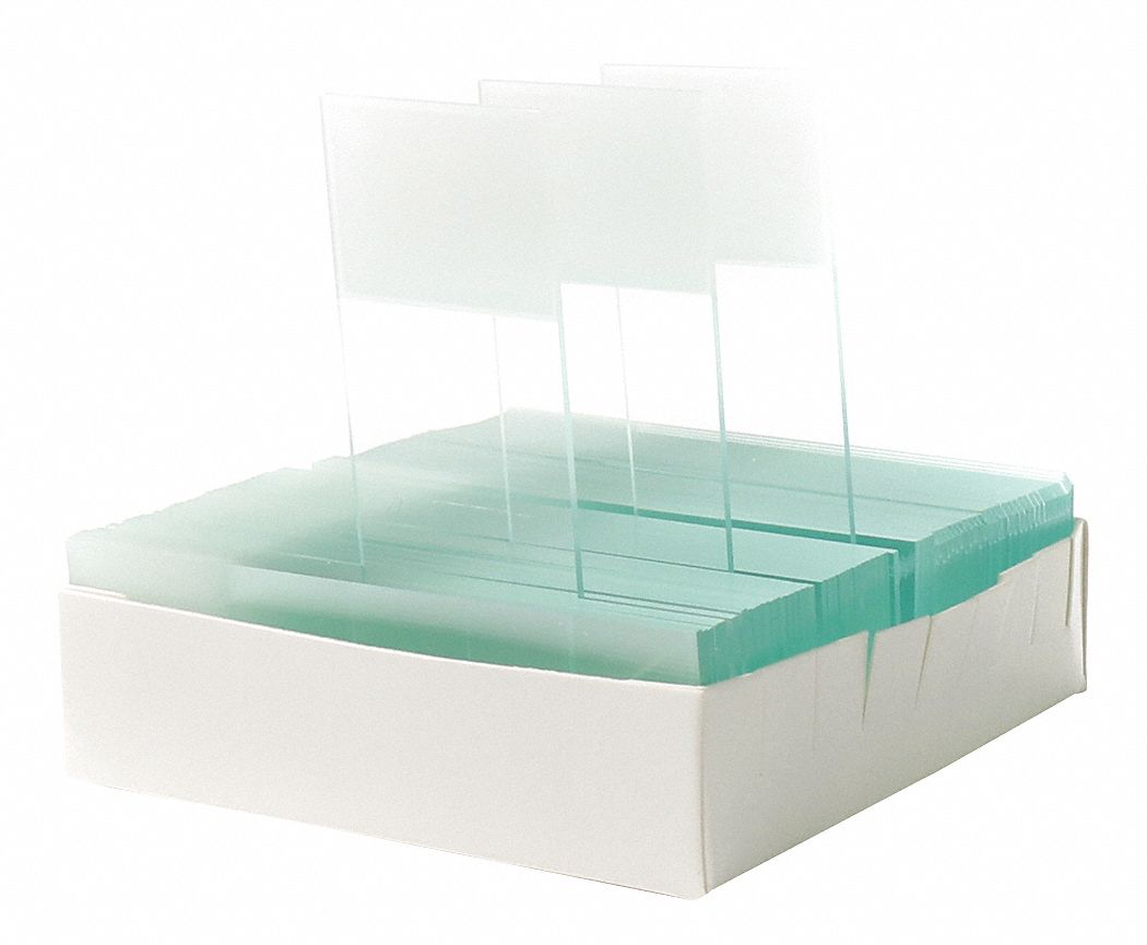 LAME MICROSCOPE,ROSE,BORD RODE,PQ 72