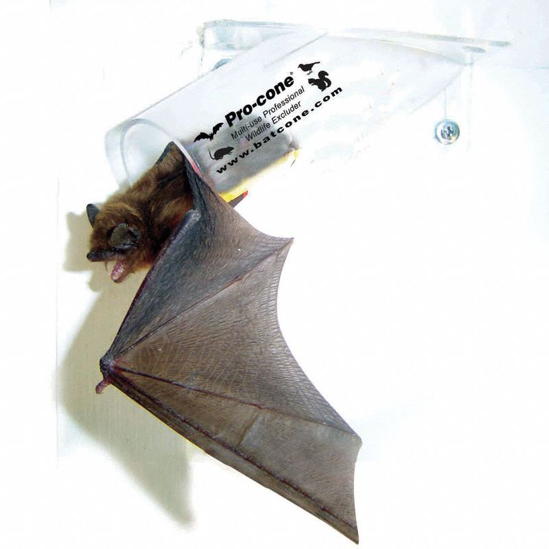 Bat Removal Cone,Animal Control,6in.