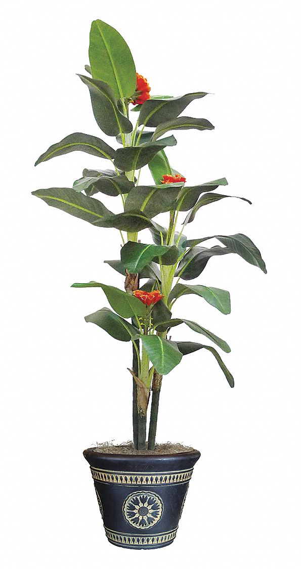 38XJ70 - Flowering Banana Tree Green Silk 7 ft H