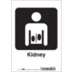 Kidney Signs