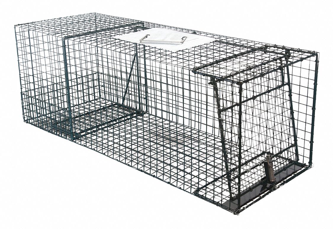 Live Animal Cage Trap: Trapping of Raccoons or Similar Sized Animals
