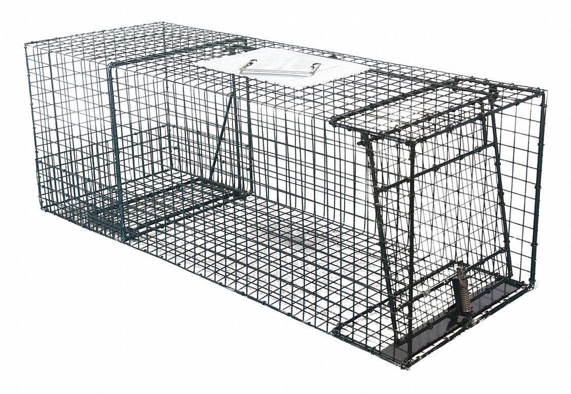 Trampa de jaula para animales vivos, 31 x 10 x 12 pulgadas, trampa para  gatos humanitarios de hierro galvanizado, trampa plegable para animales con