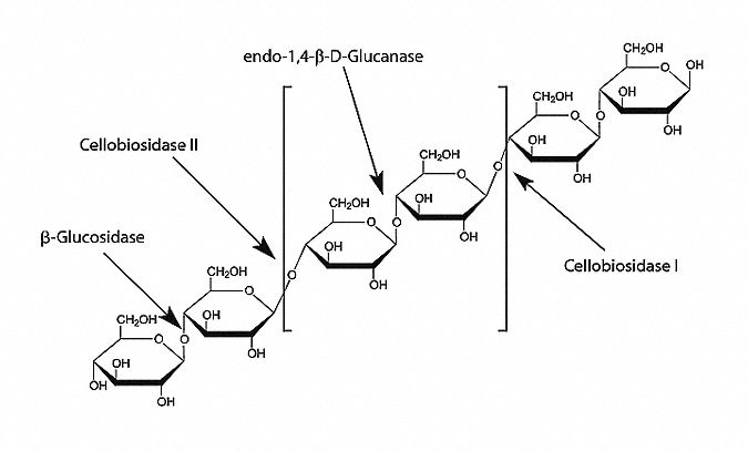 SIGMA-ALDRICH B-Glucosidase, CAS 9001-22-3 - 45ZH62|G0395-2.5KU - Grainger