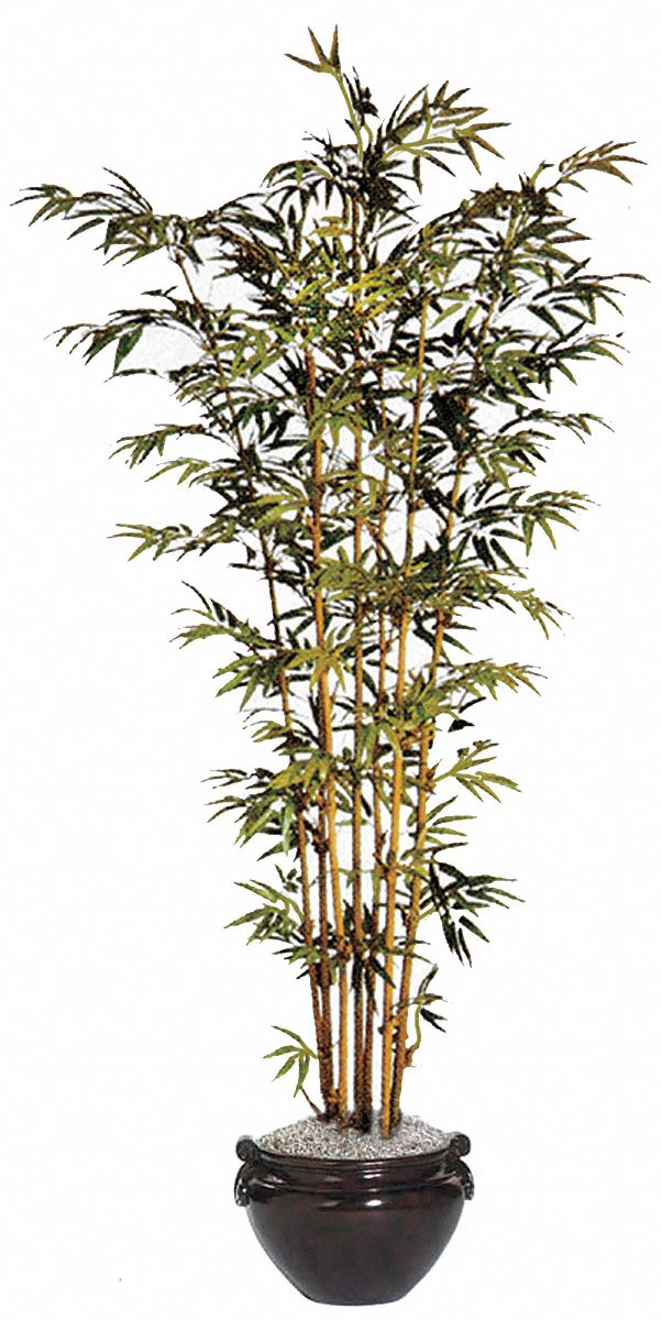 5YGC8 - Bamboo Tree Silk 6 ft w/insert