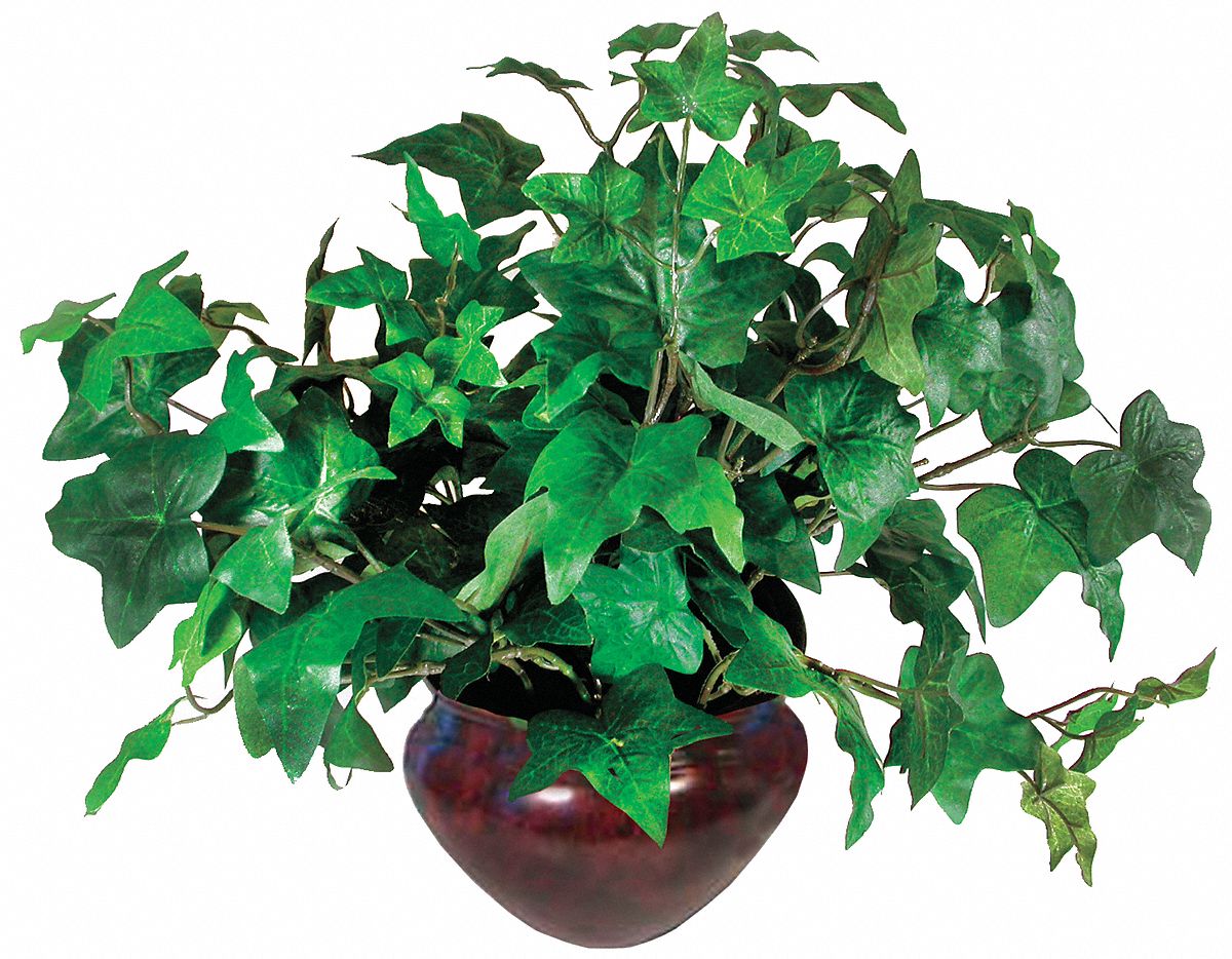 5YGD2 - Ivy Plant Silk 7 In.