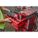 Product Image #8