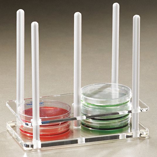 Petri Dish Rack, Clear Grainger
