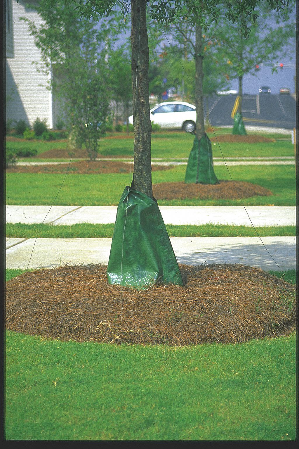 Tree gators home depot, 6 Pack