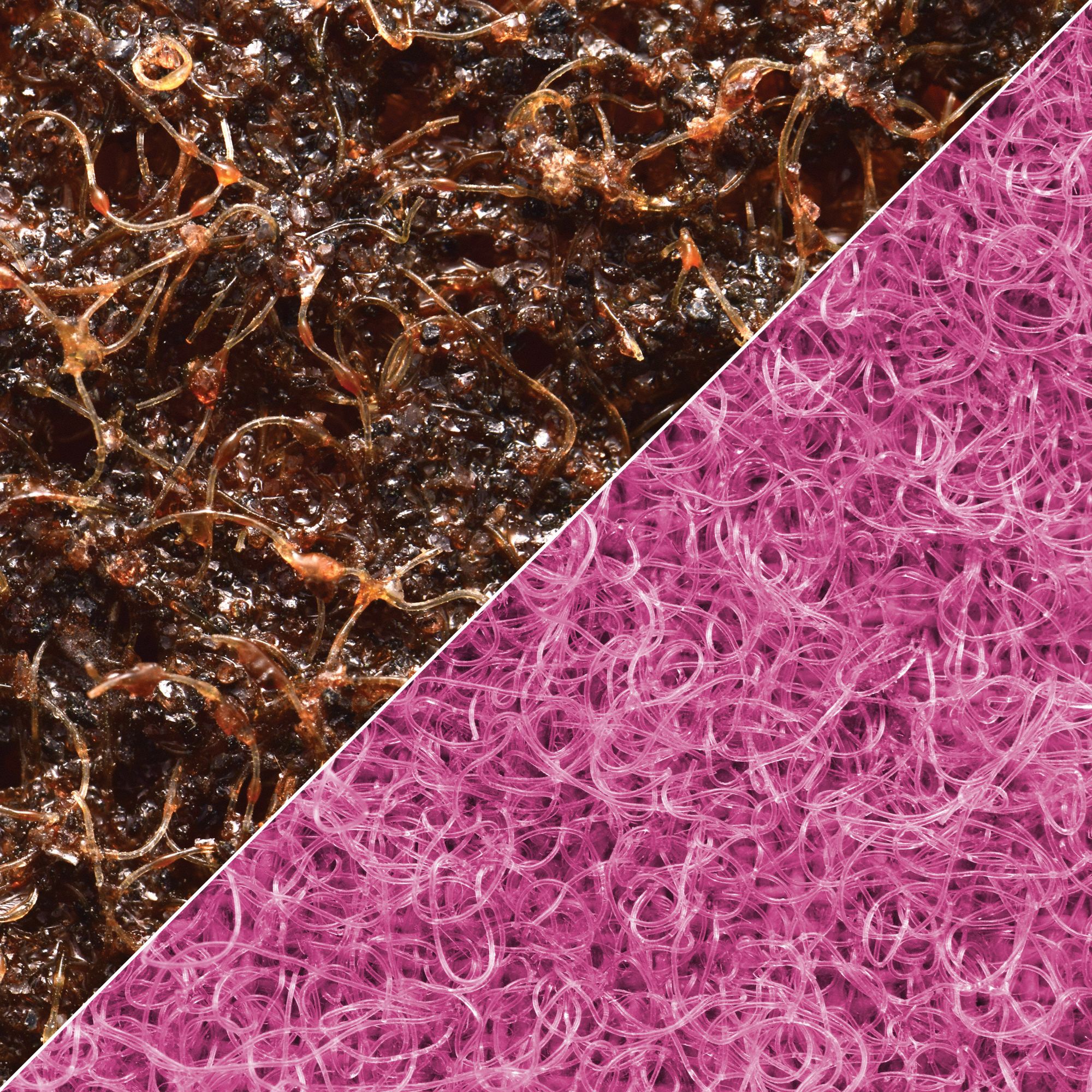 Z-WEB BELT 1/2 X 12 A CRS